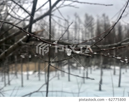 ice flower ice flower 62775800