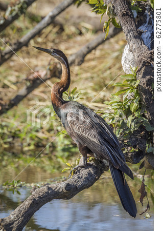 African Darter in Kruger National park, South 62775801