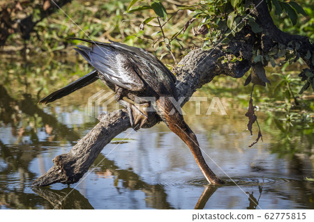 African Darter in Kruger National park, South African Darter in Kruger National park, South 62775815