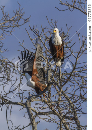 African fish eagle in Kruger National park, South 62775856