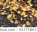 Leaves 62775861