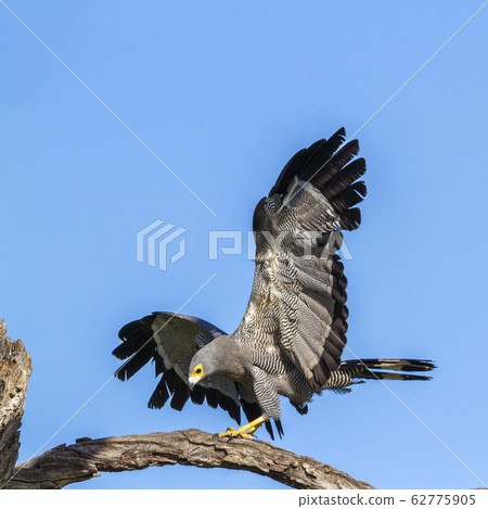 African Harrier Hawk in Kruger National park, 62775905