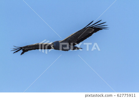 African Harrier Hawk in Kruger National park, 62775911