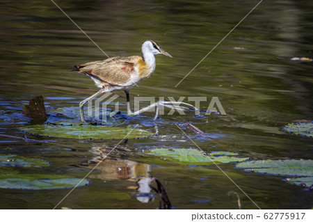 African jacana in Kruger National park, South 62775917