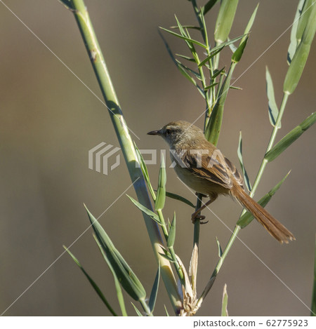 Black chested Prinia in Kruger National park, 62775923