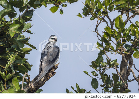 Black shouldered Kite in Kruger National park, Black shouldered Kite in Kruger National park, 62775924