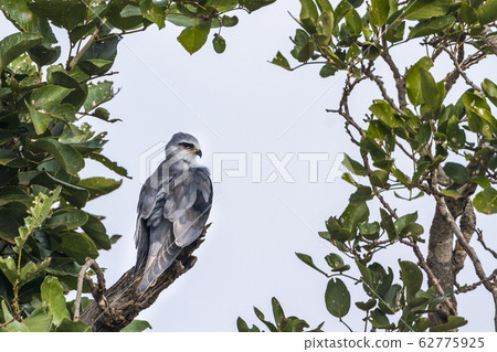 Black shouldered Kite in Kruger National park, Black shouldered Kite in Kruger National park, 62775925
