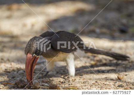 Crowned Hornbill in Kruger National park, South Crowned Hornbill in Kruger National park, South 62775927