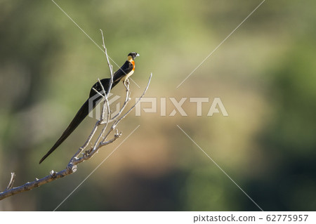Eastern Paradise Whydah in Kruger National park, 62775957