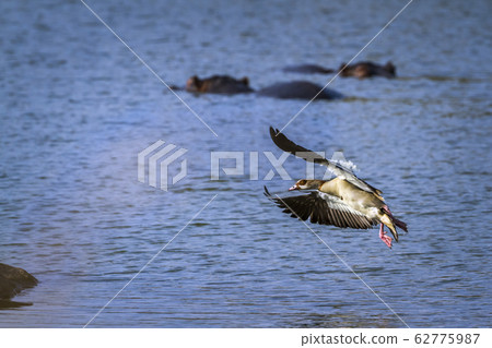 Egyptian Goose in Kruger National park, South 62775987