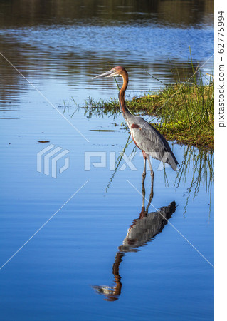 Goliath heron in Kruger National park, South 62775994