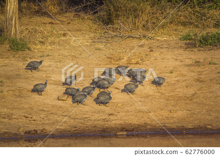 Helmeted guineafowl in Kruger National park, South 62776000