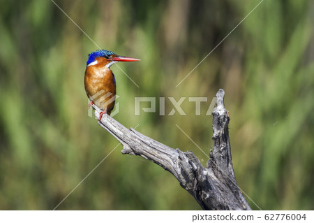 Malachite kingfisher in Kruger National park, 62776004