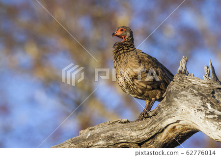 Swainson Spurfowl in Kruger National park, South 62776014