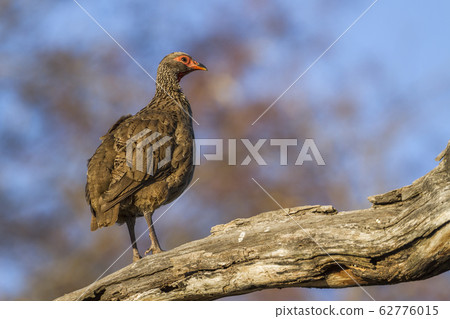 Swainson Spurfowl in Kruger National park, South 62776015