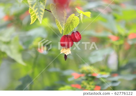 Cute Tyrolean Lamp Flower Cute Tyrolean Lamp Flower 62776122