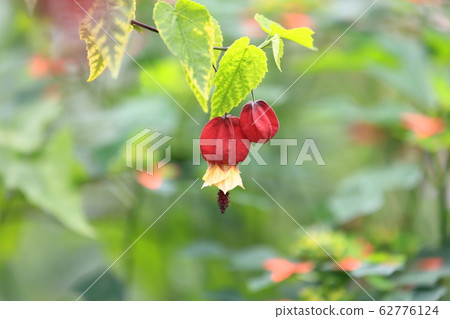 Cute Tyrolean Lamp Flower Cute Tyrolean Lamp Flower 62776124