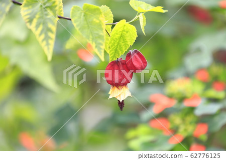 Cute Tyrolean Lamp Flower Cute Tyrolean Lamp Flower 62776125