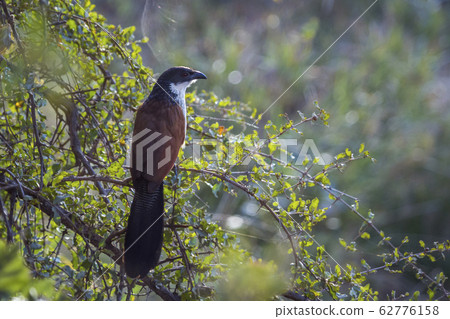 Burchell Coucal in Kruger National park, South Burchell Coucal in Kruger National park, South 62776158