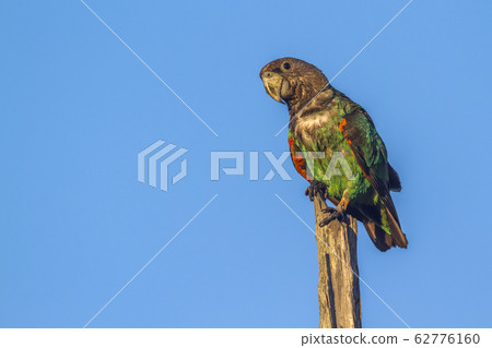 Cape Parrot in Kruger National park, South Africa 62776160