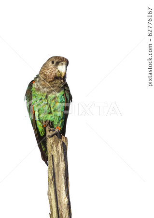 Cape Parrot in Kruger National park, South Africa 62776167