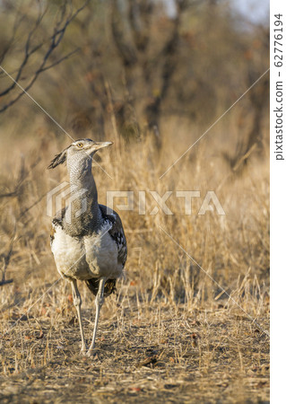 Kori bustard in Kruger National park, South Africa 62776194