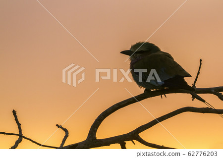 Lilac breasted roller in Kruger National park, 62776203