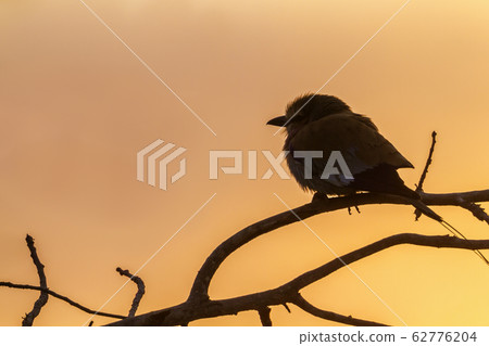 Lilac breasted roller in Kruger National park, 62776204