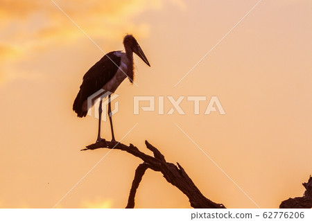 Marabou stork in Kruger National park, South Marabou stork in Kruger National park, South 62776206