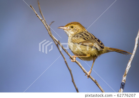 Rattling Cisticola in Kruger National park, South Rattling Cisticola in Kruger National park, South 62776207