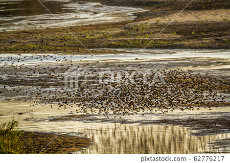Red-billed Quelea in Kruger National park, South 62776217