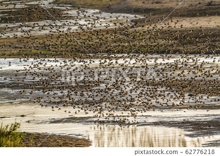 Red-billed Quelea in Kruger National park, South 62776218