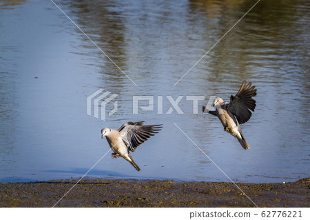 Ring-necked Dove in Kruger National park, South 62776221