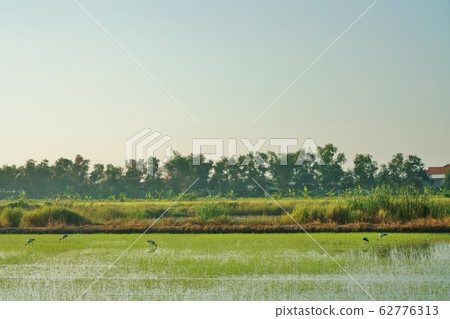 泰國中部巴吞他尼府的風景 泰國中部巴吞他尼府的風景 62776313