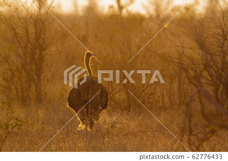African Ostrich in Kruger National park, South 62776433