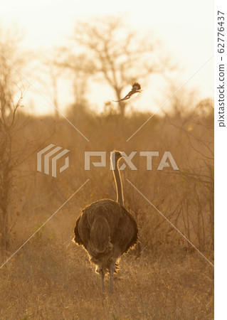 African Ostrich in Kruger National park, South African Ostrich in Kruger National park, South 62776437