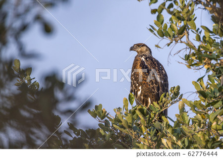 Booted Eagle in Kruger National park, South Africa 62776444