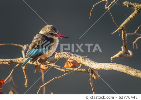Brown hooded Kingfisher in Kruger National park, Brown hooded Kingfisher in Kruger National park, 62776445