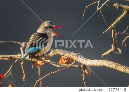 Brown hooded Kingfisher in Kruger National park, Brown hooded Kingfisher in Kruger National park, 62776446