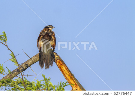 Burchell Coucal in Kruger National park, South Burchell Coucal in Kruger National park, South 62776447