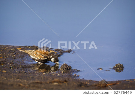 Chesnut backed sparrow-lark in Kruger National 62776449
