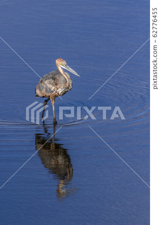 Goliath heron in Kruger National park, South 62776455