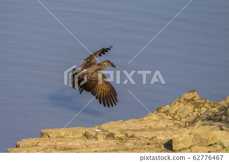 Hamerkop in Kruger National park, South Africa Hamerkop in Kruger National park, South Africa 62776467