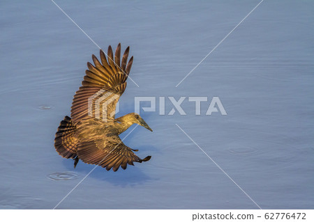 Hamerkop in Kruger National park, South Africa Hamerkop in Kruger National park, South Africa 62776472