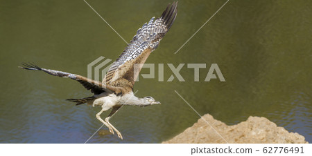 Kori bustard in Kruger National park, South Africa 62776491