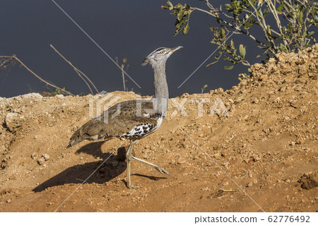 Kori bustard in Kruger National park, South Africa 62776492