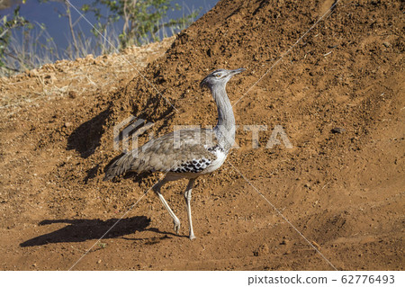 Kori bustard in Kruger National park, South Africa 62776493