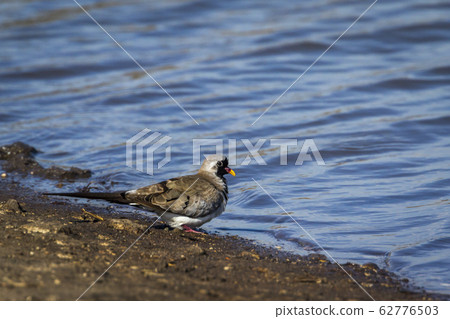 Namaqua Dove in Kruger National park, South Africa 62776503