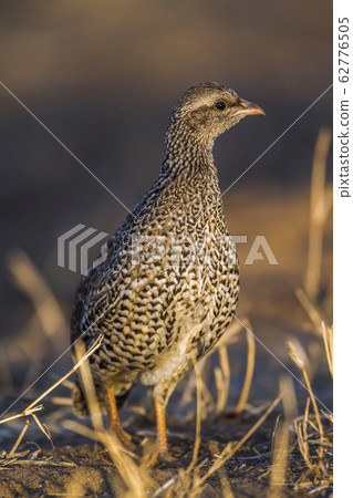 Natal francolin in Kruger National park, South 62776505
