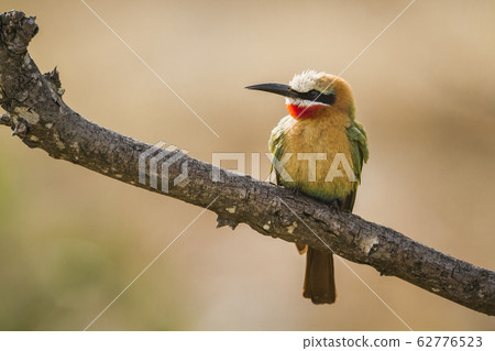 White fronted Bee eater in Kruger National park, White fronted Bee eater in Kruger National park, 62776523